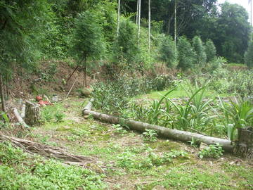 鴻誠不動產：新城金龍山附近小農地