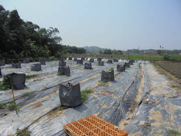 中正,南華大學休閑,種植開心農地