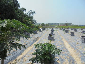 中正,南華大學休閑,種植開心農地