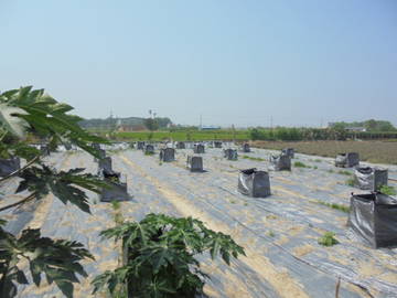 中正,南華大學休閑,種植開心農地