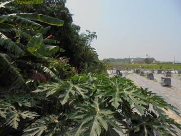 中正,南華大學休閑,種植開心農地