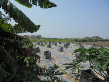中正,南華大學休閑,種植開心農地