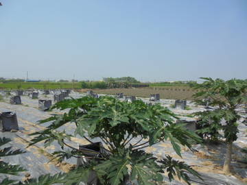 中正,南華大學休閑,種植開心農地