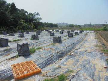 中正,南華大學休閑,種植開心農地
