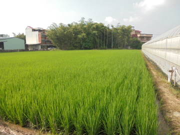 近民雄市區,中正大學增值農地