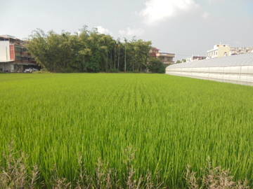 近民雄市區,中正大學增值農地