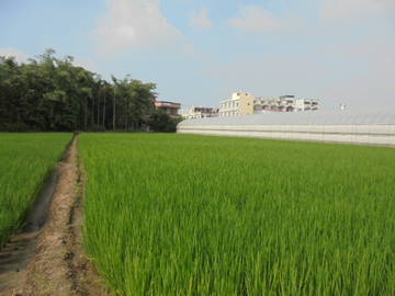 近民雄市區,中正大學增值農地