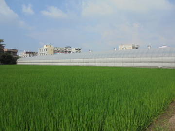 近民雄市區,中正大學增值農地