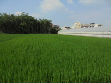 近民雄市區,中正大學增值農地