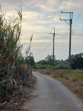 綠色隧道農地