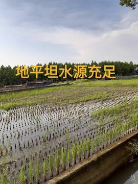 林內外環路農地