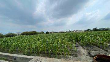 虎尾新都心旁大面寬農地