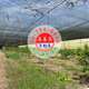 #4610 玉井有網室水果園農地